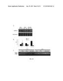 MARKERS FOR DIAGNOSING AMYOTROPHIC LATERAL SCLEROSIS diagram and image