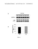 MARKERS FOR DIAGNOSING AMYOTROPHIC LATERAL SCLEROSIS diagram and image