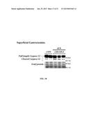 MARKERS FOR DIAGNOSING AMYOTROPHIC LATERAL SCLEROSIS diagram and image