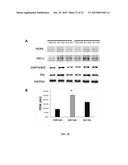 MARKERS FOR DIAGNOSING AMYOTROPHIC LATERAL SCLEROSIS diagram and image