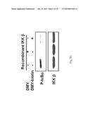 Method of Screening Therapeutic Agent for Treating Inflammatory Diseases diagram and image