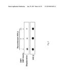 Method of Screening Therapeutic Agent for Treating Inflammatory Diseases diagram and image