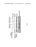 Method of Screening Therapeutic Agent for Treating Inflammatory Diseases diagram and image