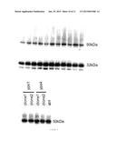 METHODS AND MATERIALS FOR REDUCING DEGRADATION OF RECOMBINANT PROTEINS diagram and image