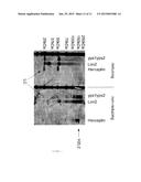 METHODS AND MATERIALS FOR REDUCING DEGRADATION OF RECOMBINANT PROTEINS diagram and image