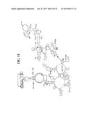 METHODS FOR RAPID FORENSIC ANALYSIS OF MITOCHONDRIAL DNA AND     CHARACTERIZATION OF MITOCHONDRIAL DNA HETEROPLASMY diagram and image