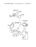 METHODS FOR RAPID FORENSIC ANALYSIS OF MITOCHONDRIAL DNA AND     CHARACTERIZATION OF MITOCHONDRIAL DNA HETEROPLASMY diagram and image