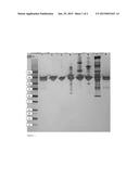 METHOD FOR PURIFICATION OF COMPLEMENT FACTOR H diagram and image