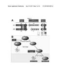 ETHOXYPHENYL THIENYL COMPOUNDS AND METHODS FOR THE TREATMENT OFBACTERIAL     INFECTIONS diagram and image