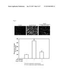 PHARMACEUTICAL COMPOSITION COMPRISING BICYCLIC PYRIDINOL DERIVATIVES FOR     PREVENTING OR TREATING DISEASES CAUSED BY ANGIOGENESIS diagram and image