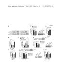 Methods of Modulating Smooth Muscle Cell Proliferation and Differentiation diagram and image