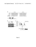 Methods of Modulating Smooth Muscle Cell Proliferation and Differentiation diagram and image