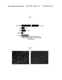 COMPOSITIONS AND METHODS FOR CELL TRANSPLANTATION diagram and image