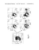 STROMAL STEM CELLS diagram and image