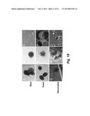 TECHNOLOGIES FOR PANCREATIC ISLET TRANSPLANTATION diagram and image