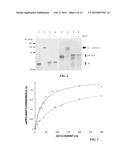 RECOMBINANT FACTOR VIII HAVING ENHANCED STABILITY FOLLOWING MUTATION AT     THE A1-C2 DOMAIN INTERFACE diagram and image