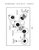 METHOD OF REDUCING TITERS OF ANTIBODIES SPECIFIC FOR A THERAPEUTIC AGENT diagram and image