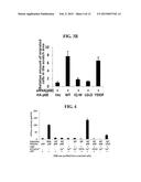 METHOD TO PREVENT CANCER METASTASIS AND INHIBIT INFLAMMATION BY INHIBITION     OF P68 INTERACTION WITH CALMODULIN diagram and image