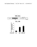 METHOD TO PREVENT CANCER METASTASIS AND INHIBIT INFLAMMATION BY INHIBITION     OF P68 INTERACTION WITH CALMODULIN diagram and image