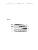 HUMAN BINDING MOLECULES CAPABLE OF BINDING TO AND NEUTRALIZING INFLUENZA B     VIRUSES AND USES THEREOF diagram and image