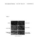 HUMAN BINDING MOLECULES CAPABLE OF BINDING TO AND NEUTRALIZING INFLUENZA B     VIRUSES AND USES THEREOF diagram and image