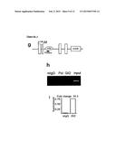 NEGATIVE MODULATOR OF HEDGEHOG SIGNALLING FOR USE IN TREATING TH2-MEDIATED     DISEASES diagram and image