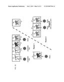 ADENOVIRUSES AND THEIR USE diagram and image