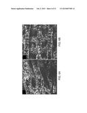 CERAMIC-CONTAINING BIOACTIVE INKS AND PRINTING METHODS FOR TISSUE     ENGINEERING APPLICATIONS diagram and image