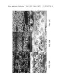 CERAMIC-CONTAINING BIOACTIVE INKS AND PRINTING METHODS FOR TISSUE     ENGINEERING APPLICATIONS diagram and image