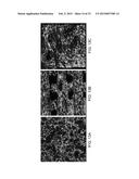 CERAMIC-CONTAINING BIOACTIVE INKS AND PRINTING METHODS FOR TISSUE     ENGINEERING APPLICATIONS diagram and image