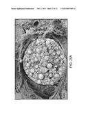 CERAMIC-CONTAINING BIOACTIVE INKS AND PRINTING METHODS FOR TISSUE     ENGINEERING APPLICATIONS diagram and image