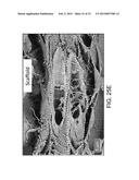 CERAMIC-CONTAINING BIOACTIVE INKS AND PRINTING METHODS FOR TISSUE     ENGINEERING APPLICATIONS diagram and image