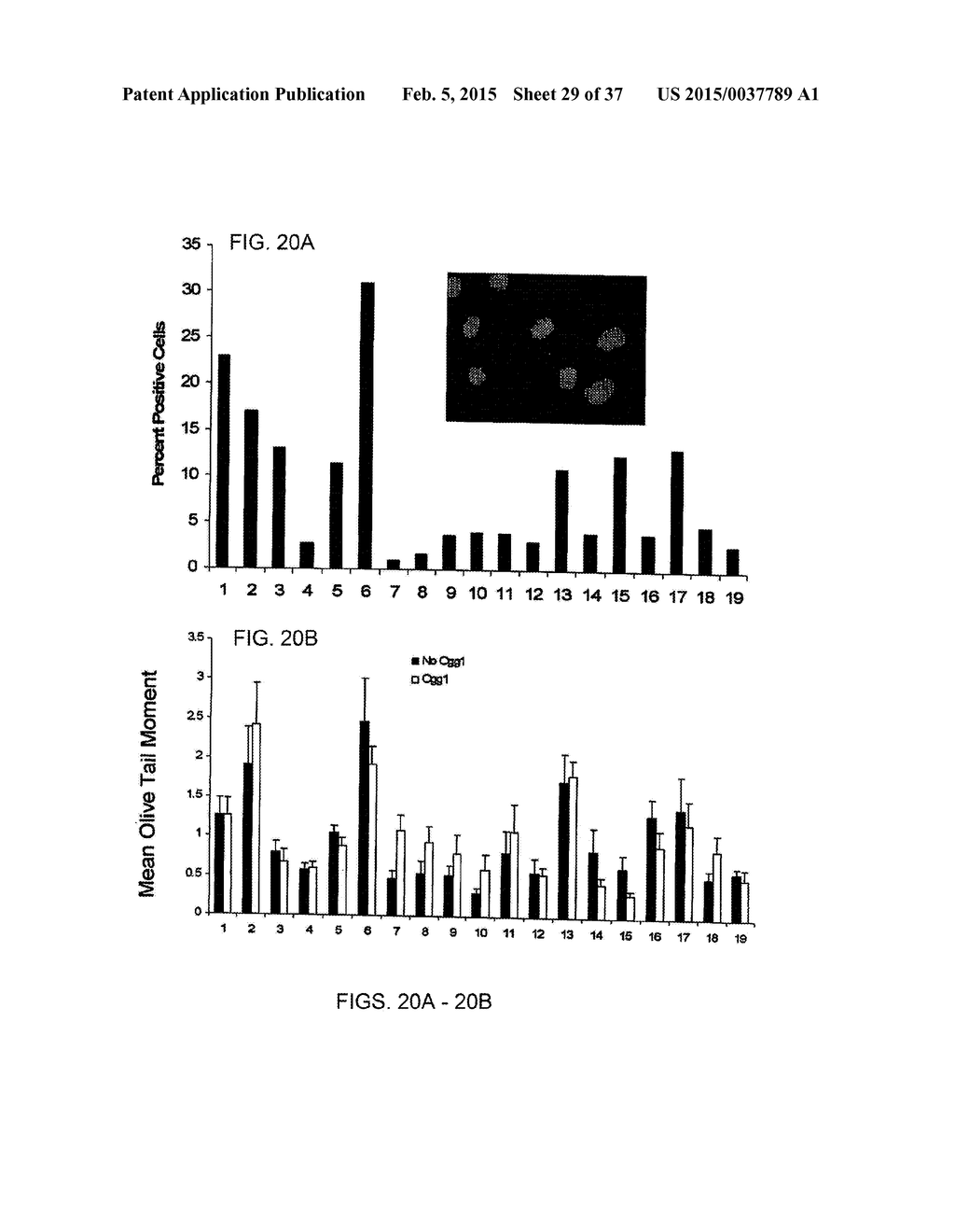 SYSTEMIC GENOTOXICITY AS BLOOD MARKER FOR ALLERGIC INFLAMMATION - diagram, schematic, and image 30