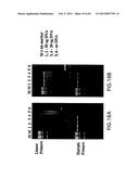 PRIMERS AND METHODS FOR THE DETECTION AND DISCRIMINATION OF NUCLEIC ACIDS diagram and image