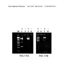 PRIMERS AND METHODS FOR THE DETECTION AND DISCRIMINATION OF NUCLEIC ACIDS diagram and image