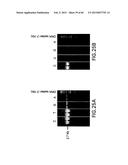 PRIMERS AND METHODS FOR THE DETECTION AND DISCRIMINATION OF NUCLEIC ACIDS diagram and image