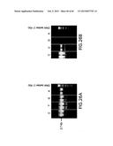 PRIMERS AND METHODS FOR THE DETECTION AND DISCRIMINATION OF NUCLEIC ACIDS diagram and image