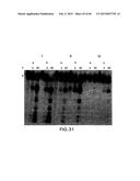 PRIMERS AND METHODS FOR THE DETECTION AND DISCRIMINATION OF NUCLEIC ACIDS diagram and image