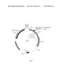 BIFUNCTIONAL TUMOR DIAGNOSIS REAGENT AND METHOD FOR TUMOR DIAGNOSIS diagram and image