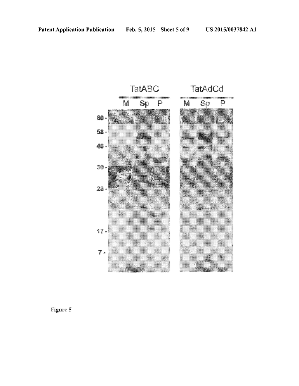 MODIFIED BACTERIAL CELL - diagram, schematic, and image 06