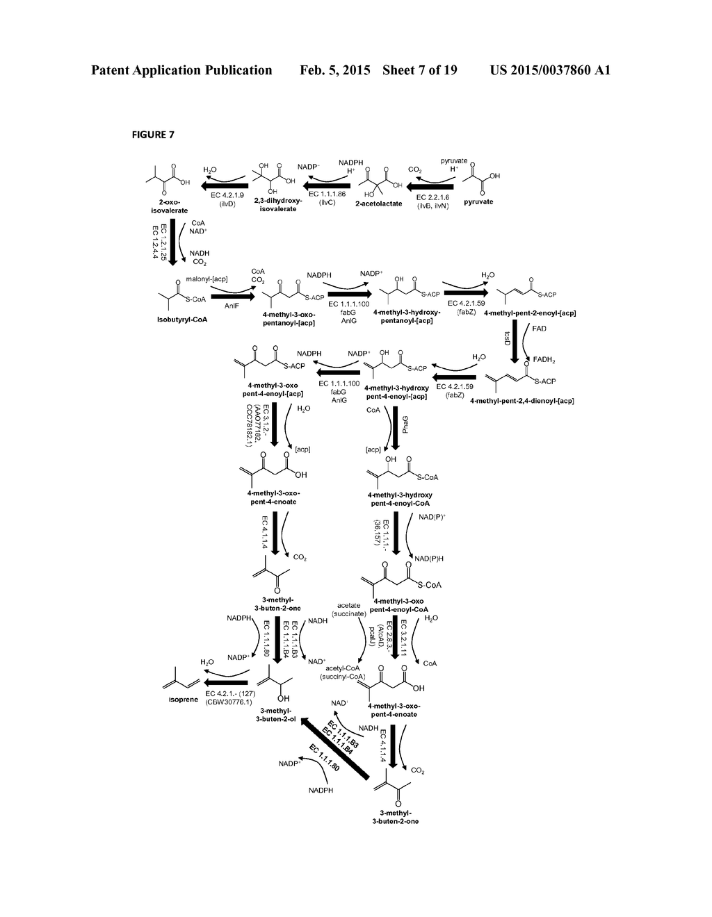 METHODS FOR BIOSYNTHESIS OF ISOPRENE - diagram, schematic, and image 08