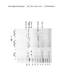 Composition, Method and Kit for Obtaining Purified Recombinant Proteins diagram and image