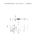 ANALYSIS OF METHYLATION USING NUCLEIC ACID ARRAYS diagram and image