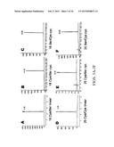 MUTANT DOUBLE CYCLIZED RECEPTOR PEPTIDES INHIBITING BETA1-ADRENOCEPTOR     ANTIBODIES diagram and image