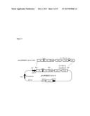 ANTIBODIES OR FUSION PROTEINS MULTIMERIZED VIA HOMOMULTIMERIZING PEPTIDE diagram and image