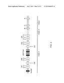 GENETICALLY MODIFIED MAJOR HISTOCOMPATIBILITY COMPLEX MICE diagram and image