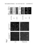 NORMALIZATION OF CULTURE OF CORNEAL ENDOTHELIAL CELLS diagram and image