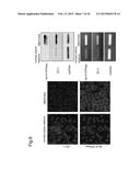 NORMALIZATION OF CULTURE OF CORNEAL ENDOTHELIAL CELLS diagram and image