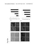 NORMALIZATION OF CULTURE OF CORNEAL ENDOTHELIAL CELLS diagram and image