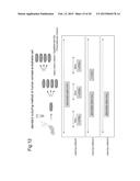 NORMALIZATION OF CULTURE OF CORNEAL ENDOTHELIAL CELLS diagram and image